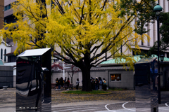 Under the ginkgo tree