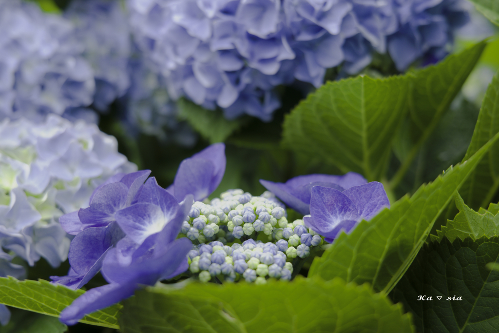 両性花のつぼみ