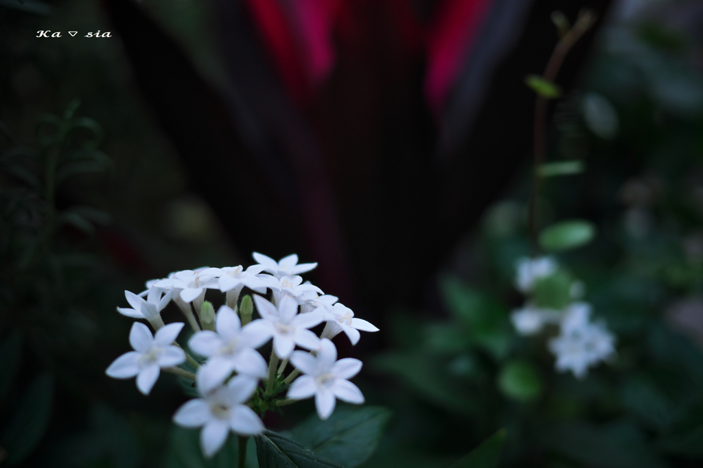 Star of the Flower Bed