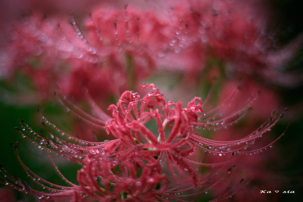 Drops of red spider lily