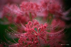 Drops of red spider lily
