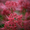 Drops of red spider lily