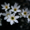 Z. candida