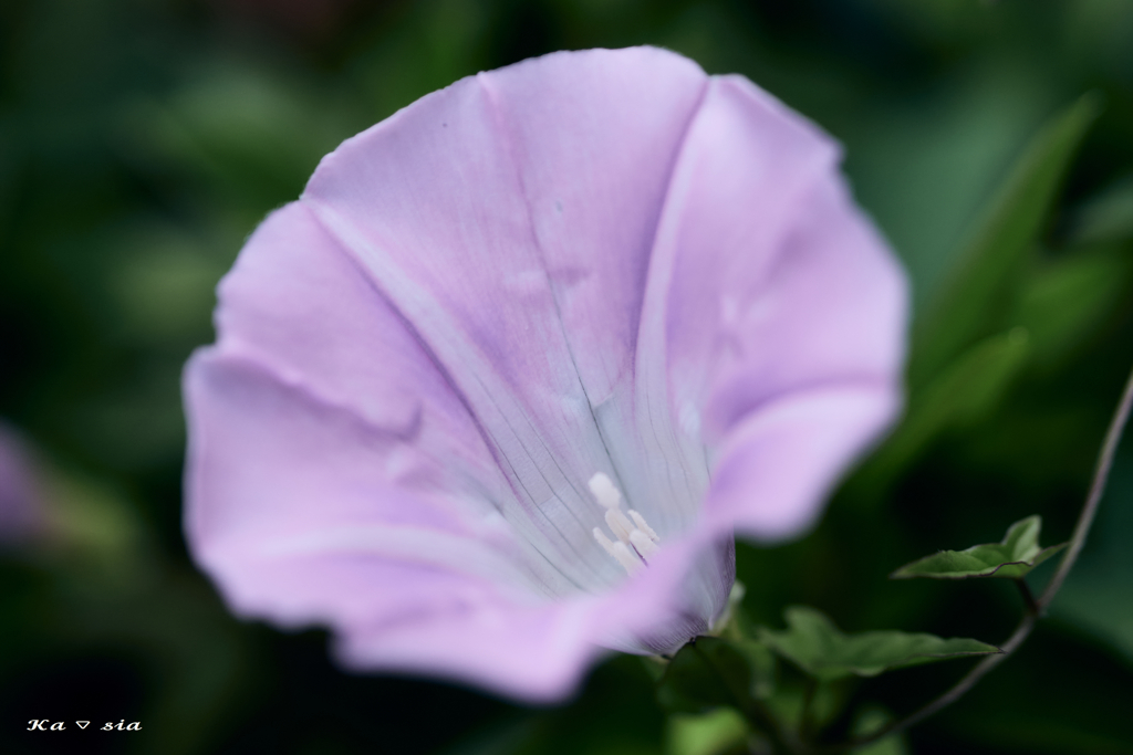 Calystegia hederacea Wall