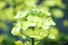 花菜
