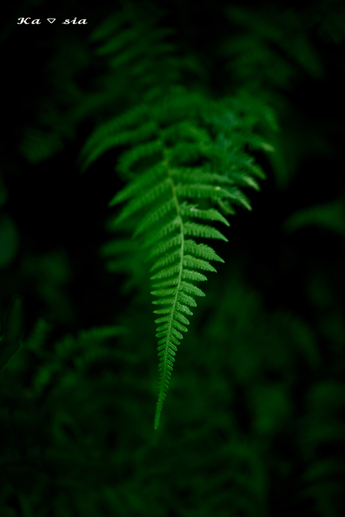 Fern