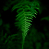 Fern