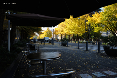 Yellow tree lined street