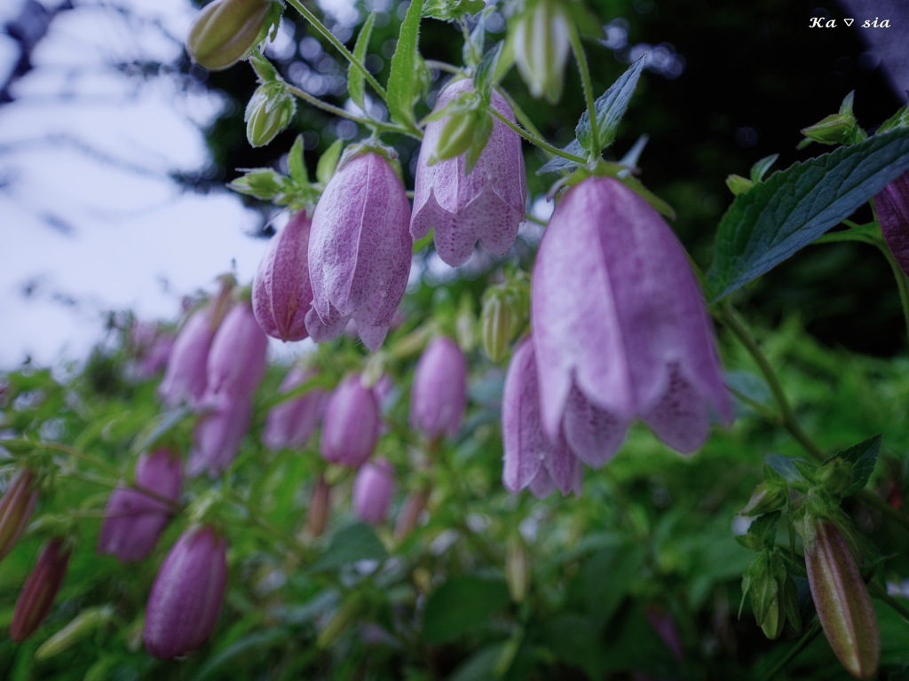 bellflower