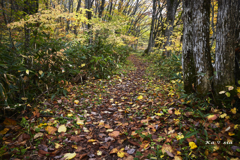 落葉の山道