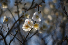 開花進む