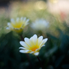 Indian summer flower bed