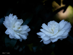 Shade White