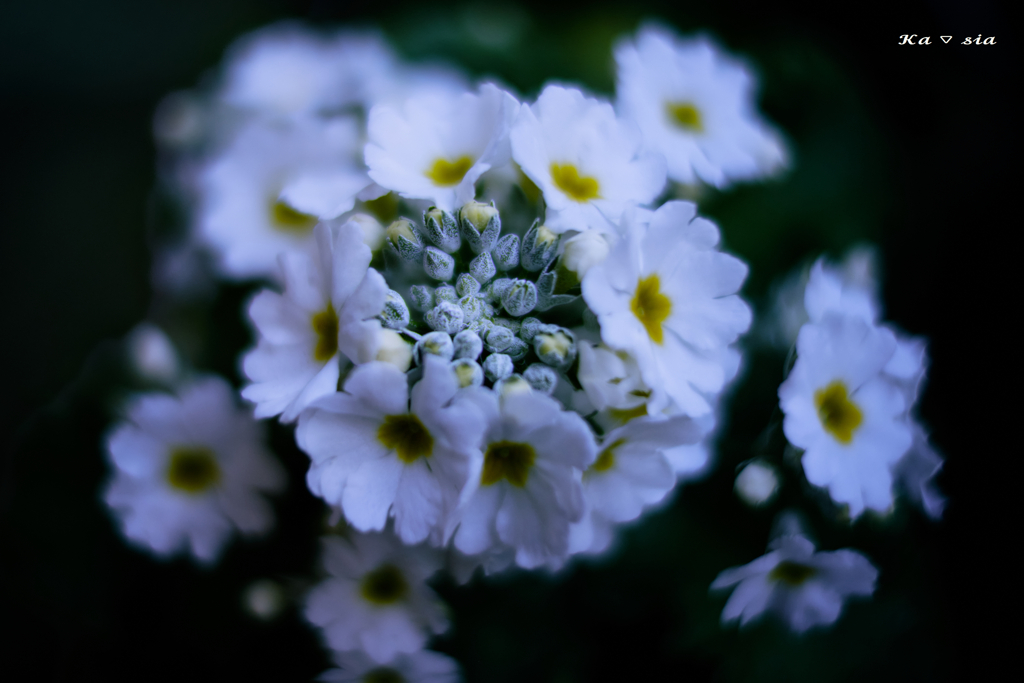 White Fairy Primrose
