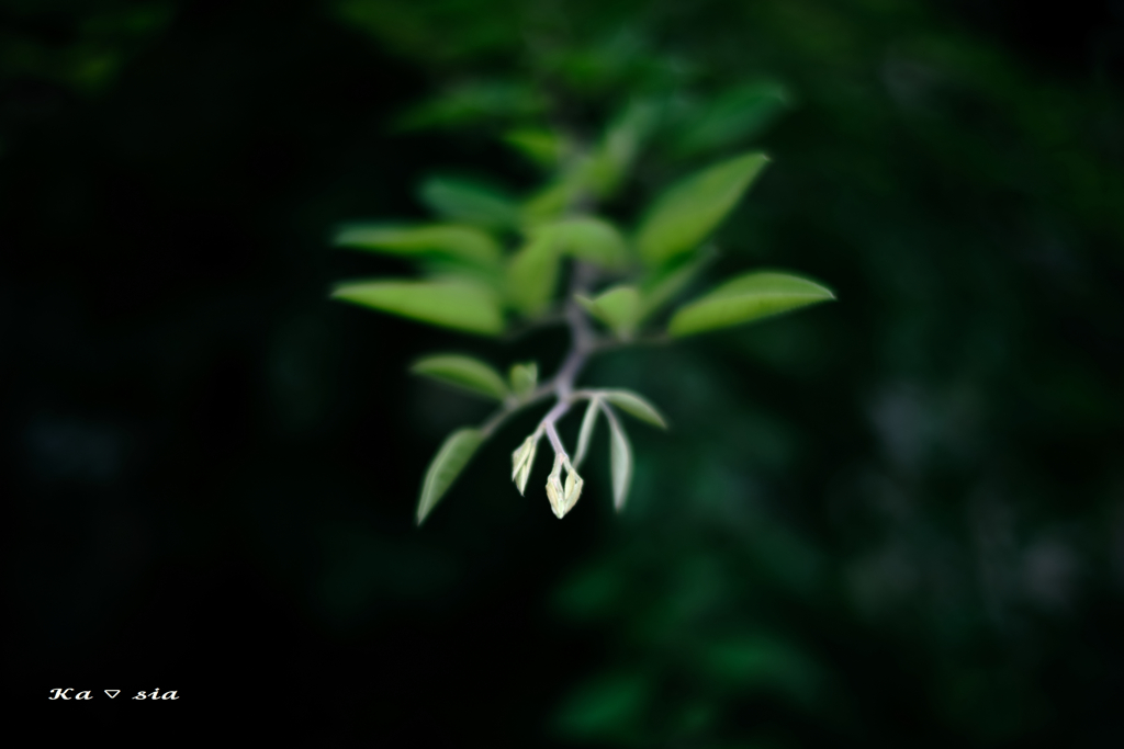 新葉
