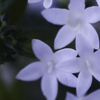 Pentas