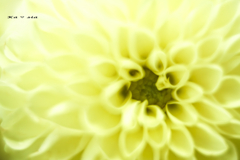 Dahlia(close-up)