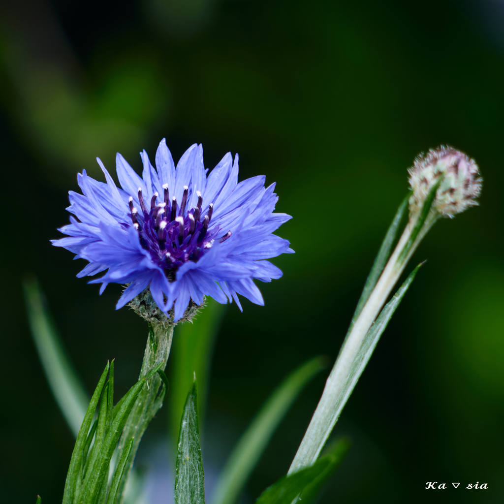 cornflower