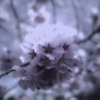 春眠