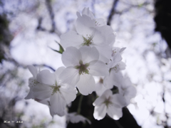 soft cherry blossoms