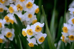 Narcissus