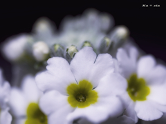 Primula malacoides