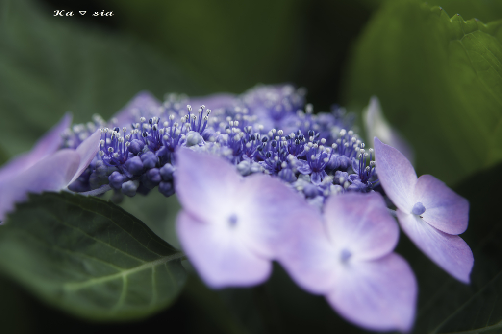 真花群