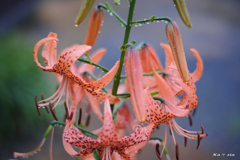 Lily after the rain