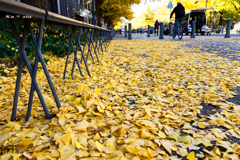yellow carpet（日本大通り）