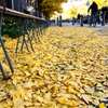 yellow carpet（日本大通り）