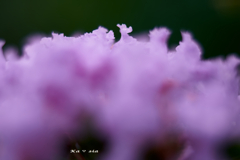 花波