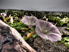 浜辺の花