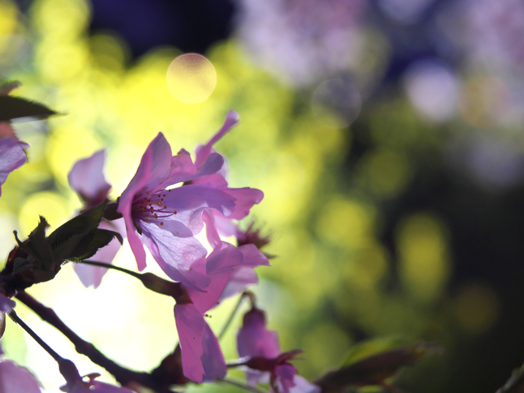 透過光の桜