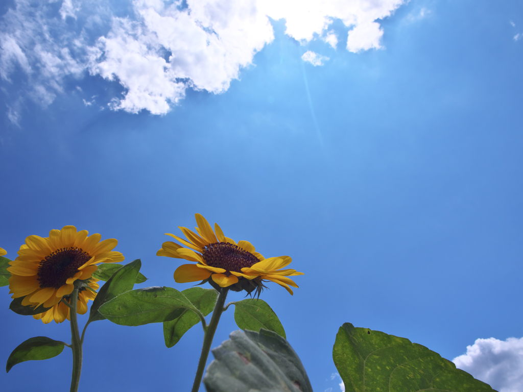 見上げる夏空