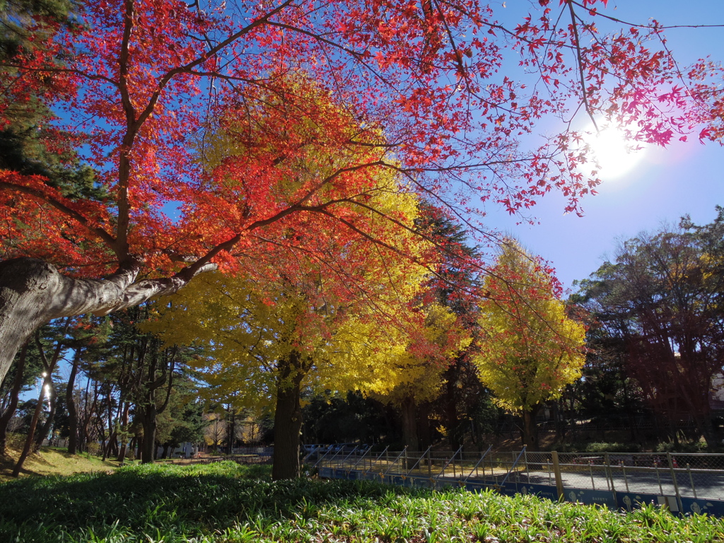 終わりかけの紅葉