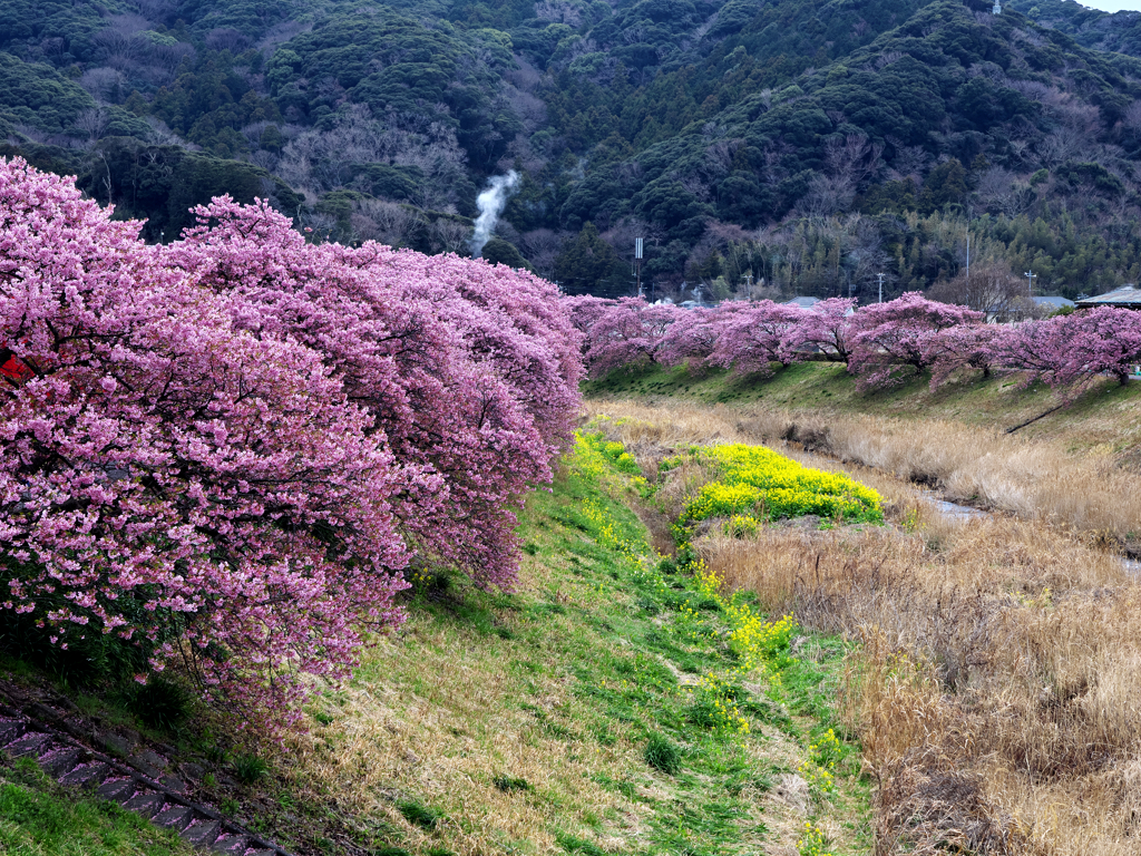 温泉地の桜