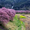 温泉地の桜