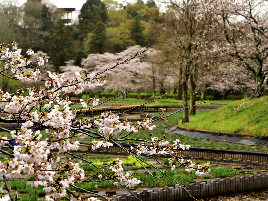 桜雨