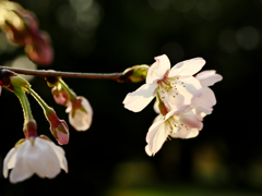 開花