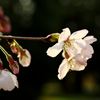 開花