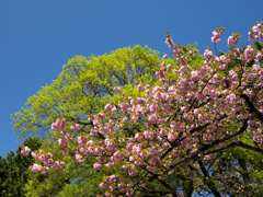 八重桜と新緑