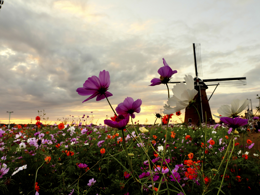 風車とコスモス
