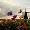 風車とコスモス