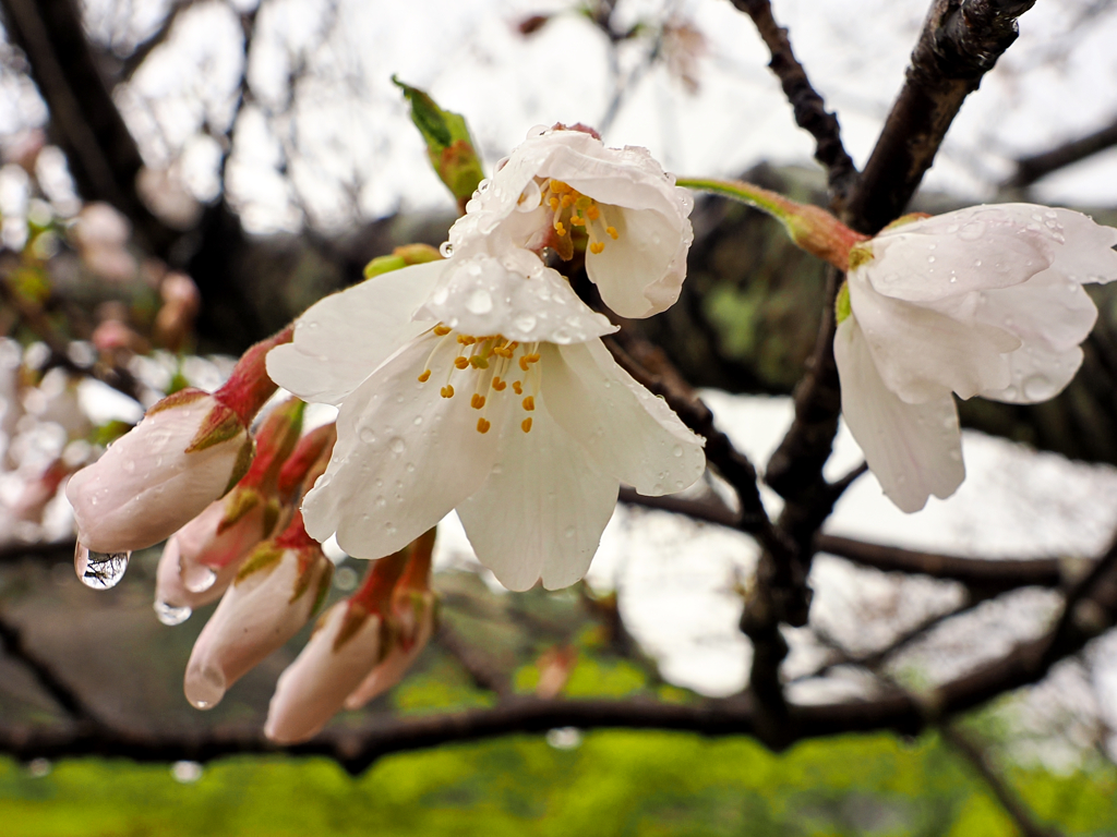 菜種梅雨と桜