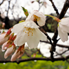 菜種梅雨と桜