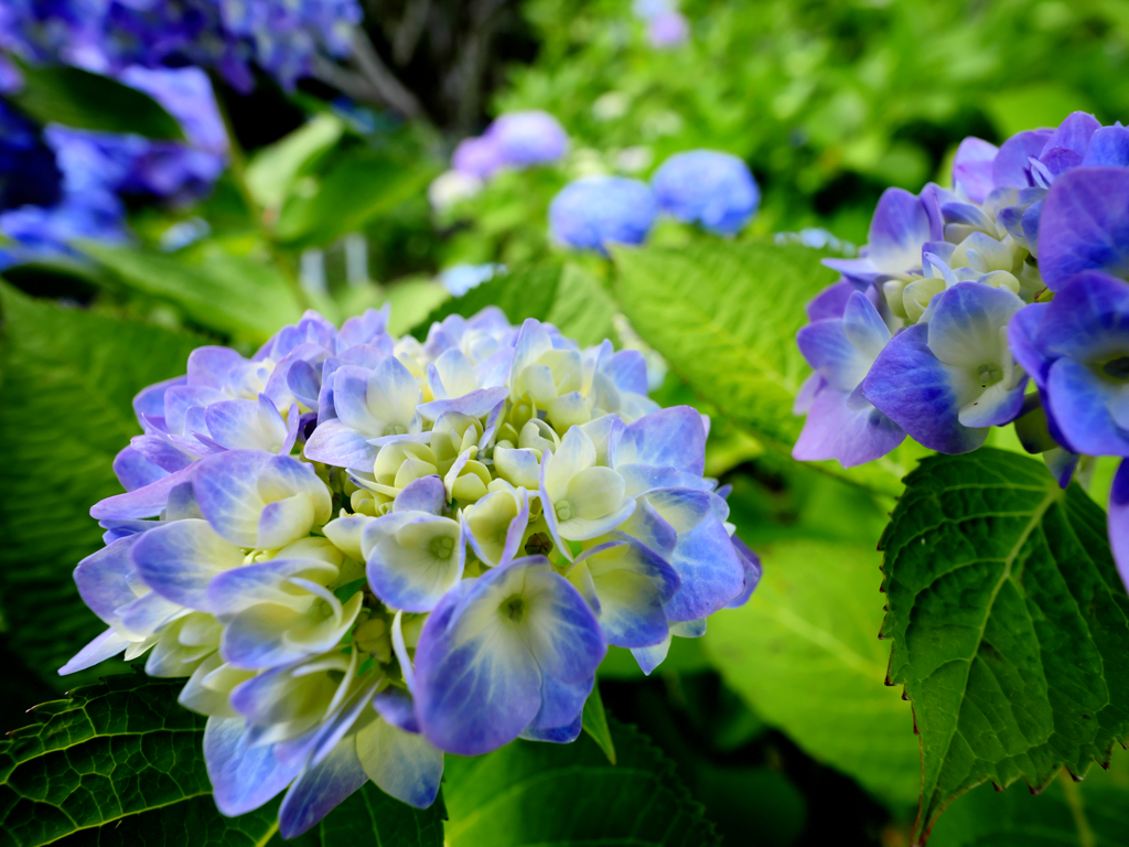 梅雨の花