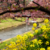 黄色と桜色