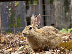 初ウサギ