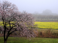 朝霧の桜