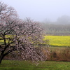 朝霧の桜